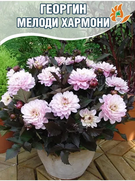 Георгин Мелоди Хармони (низкорослый)  