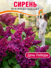 Сирень День Победы (обыкновенная) Сирень День Победы (обыкновенная)