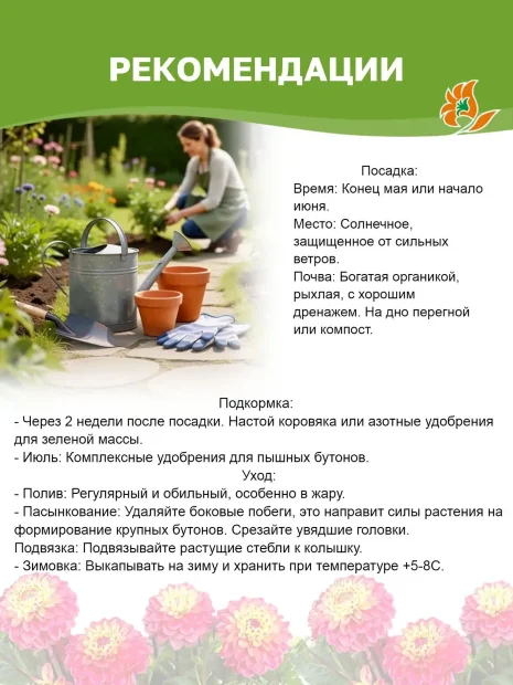 Георгин Лейла Саванна Роуз (кактусовидный)