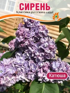 Сирень Катюша (обыкновенная)