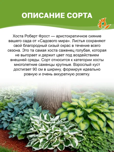 Хоста Роберт Фрост