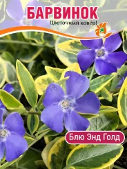 Барвинок Блю энд Голд Барвинок Блю энд Голд