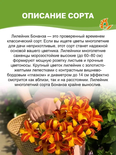 Лилейник Бонанза