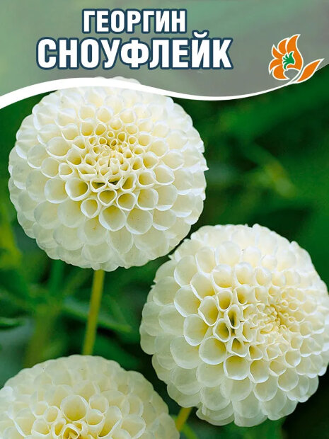 Георгин Сноуфлейк (помпонный)