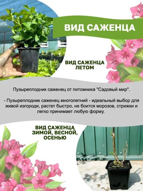 Пузыреплодник Диаболо (калинолистный) саженцы 
