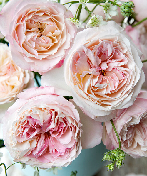 Роза Кейра 