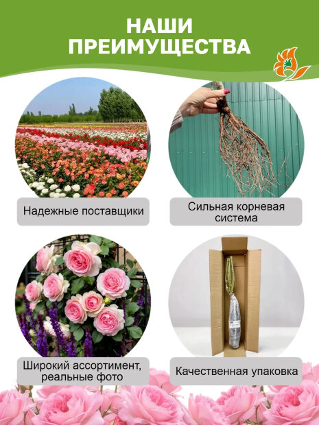 Роза Кейра 