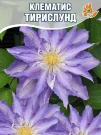 Клематис Тирислунд (крупноцветковый) 