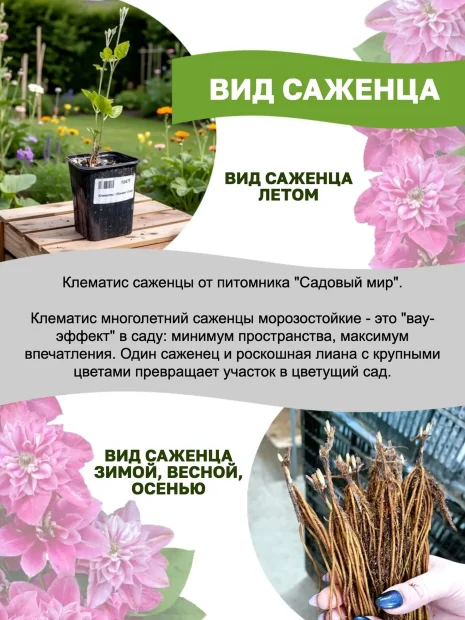 Клематис Краковяк (крупноцветковый)  саженцы 