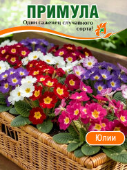 Примула Юлии, случайный цвет
