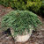 Можжевельник Панкейк (горизонтальный)