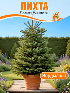 Пихта Нордманна (кавказская) Пихта Нордманна (кавказская)