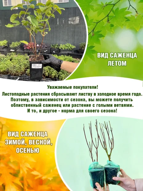 Зверобой Хидкот (кустарниковый) саженцы 