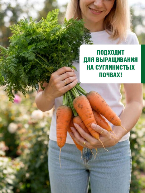 Морковь Шантенэ Роял семена 