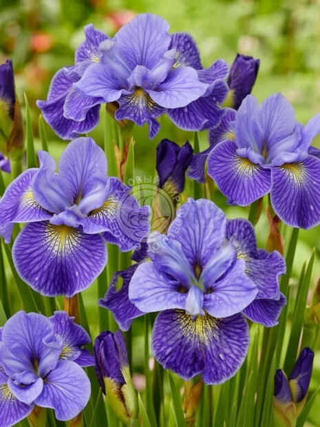 Ирис Магнетизм (сибирский)