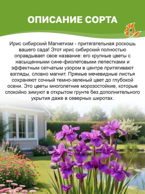 Ирис Магнетизм (сибирский)