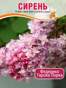 Сирень Федерико Гарсиа Лорка (обыкновенная)