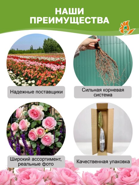 Роза Мияби (Принцесса Мияби)