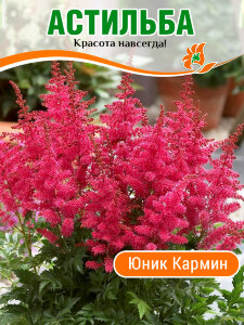 Астильба Юник Кармин