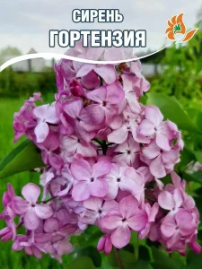 Сирень Гортензия (обыкновенная)