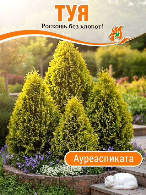 Туя Ауреаспиката