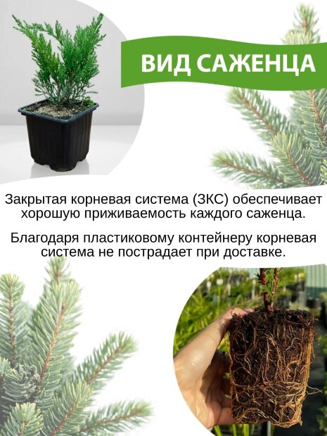 Туя Ауреаспиката