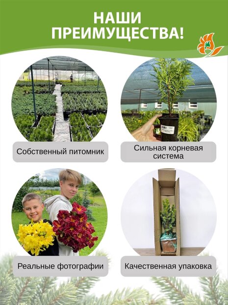Туя Ауреаспиката