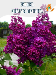 Сирень Знамя Ленина (обыкновенная)