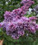 Сирень Надежда (обыкновенная) саженцы 