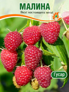 Малина Гусар Малина Гусар