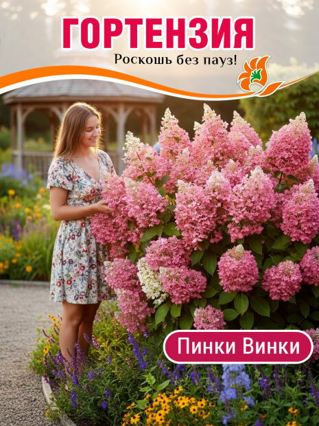 Гортензия Пинки Винки саженцы 