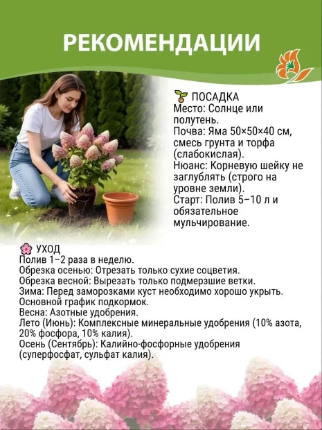 Гортензия Пинки Винки саженцы 