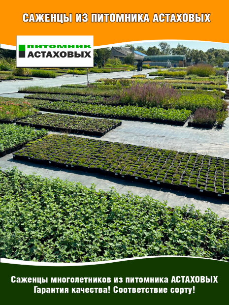 Полынь Кока Кола, древовидная