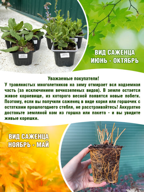 Полынь Кока Кола, древовидная