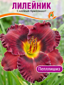 Лилейник Пёпллишиз Лилейник Пёпллишиз