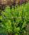 Пузыреплодник Литтл Грини (калинолистный) саженцы 