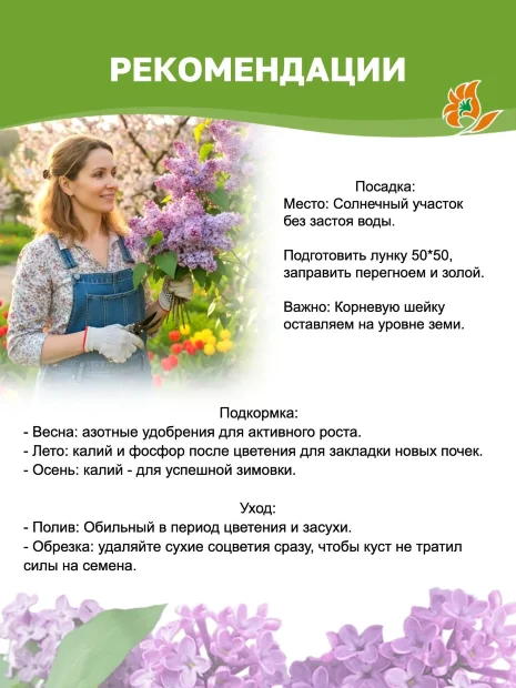 Сирень Олимпиада Колесникова (обыкновенная) саженцы 