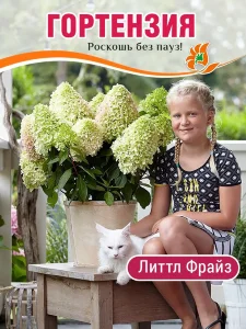 Гортензия Литтл Фрайз (метельчатая) Гортензия Литтл Фрайз (метельчатая)