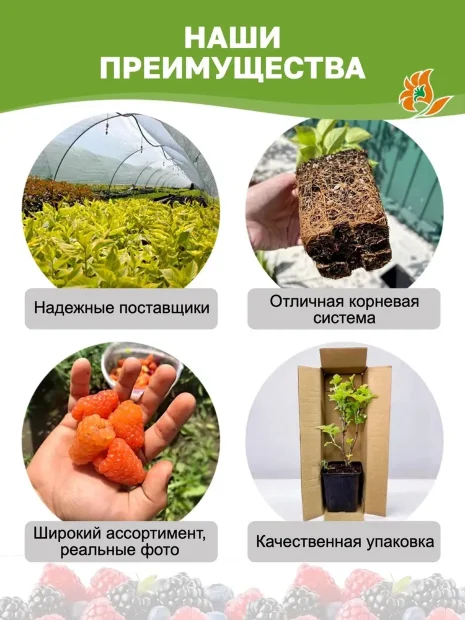 Ежевика Гай (бесшипая) саженцы 