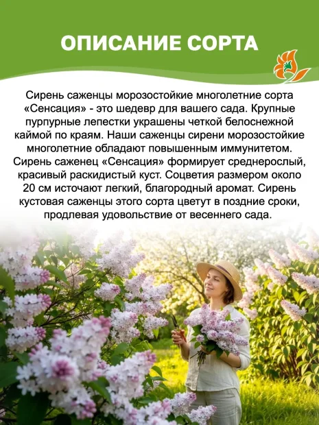 Сирень Сенсация (обыкновенная) саженцы 