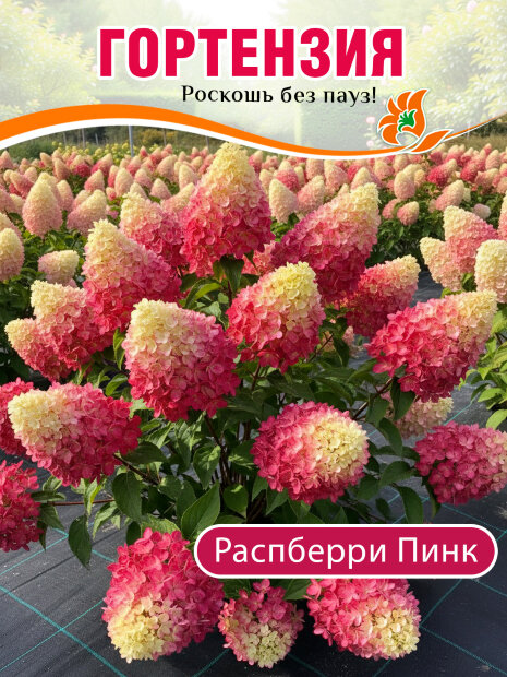 Гортензия Распберри Пинк (метельчатая) саженцы 