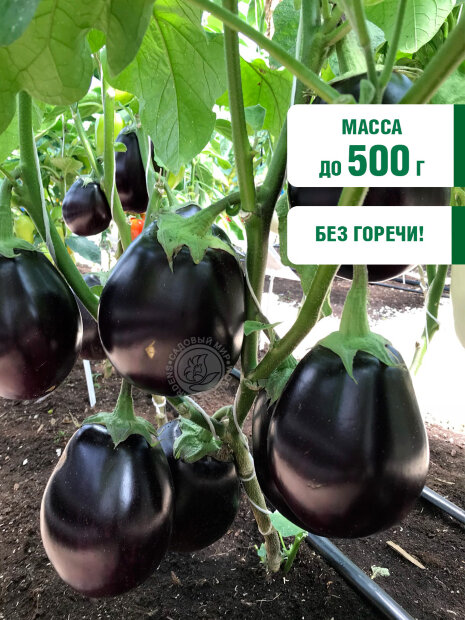 Баклажан Бычье Сердце семена 