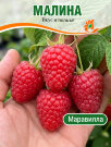 Малина Маравилла (ремонтантная)