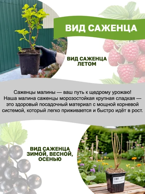 Малина Маравилла (ремонтантная) саженцы 