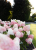 Гортензия Пинк энд Роуз (метельчатая) саженцы 