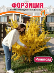 Форзиция Миниголд
