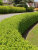 Бирючина обыкновенная