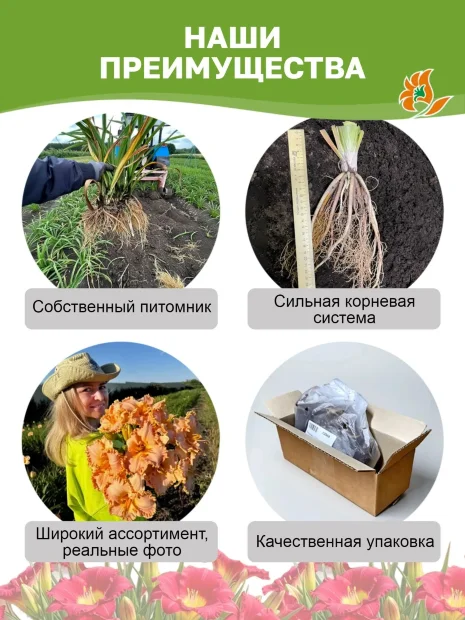 Лилейник Беттилин