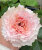 Роза Тсумуги Фули Фули 