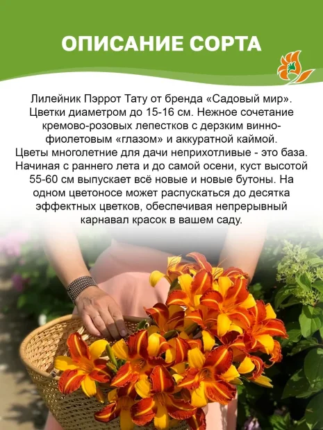 Лилейник Пэррот Тату 